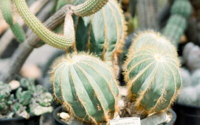 Tips On How To Select The Right Tree