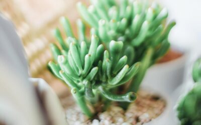 Indoor Plants Are Good For Health.