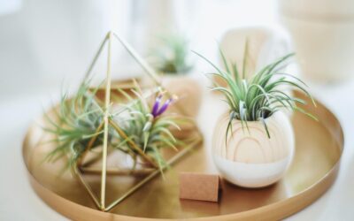 What Is The Best Plant For You?