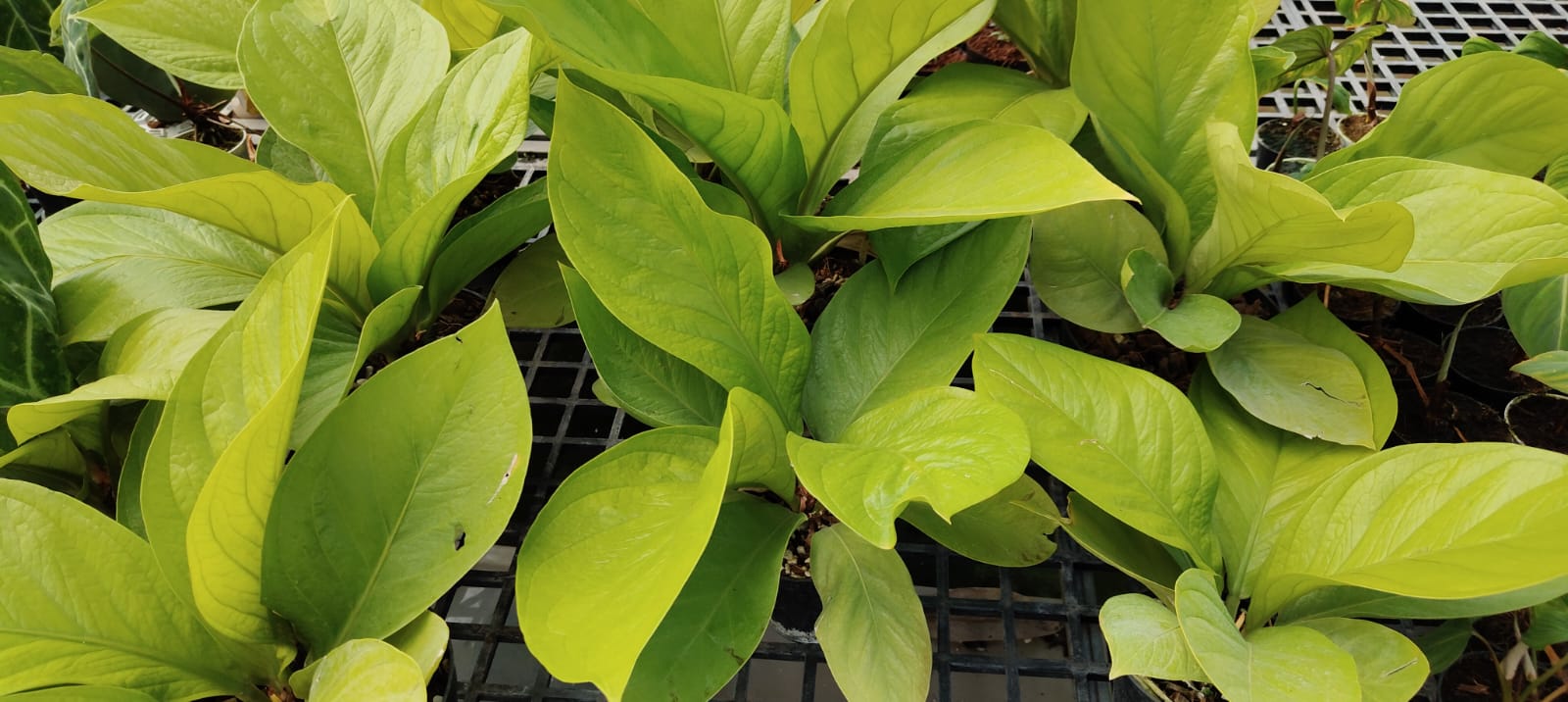 Anthurium Jenmanii Gold - Plantaura Green